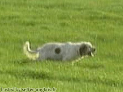 Setter Anglais EUSKITZE EUSKADI Setter Anglais EUSKITZE EUSKADI